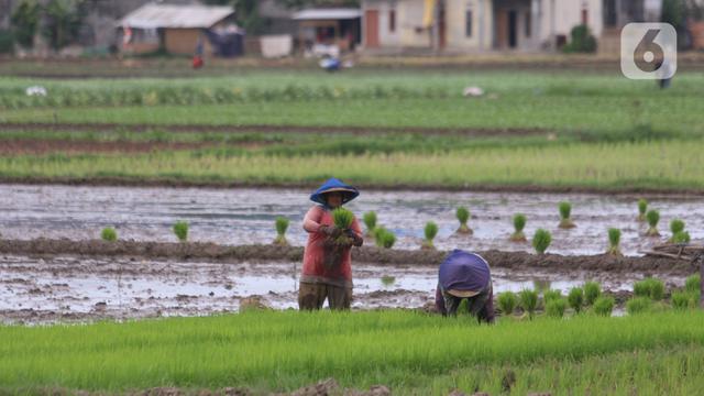 Kementan Targetkan 8,2 Juta Hektare Sawah untuk 20 Juta Ton Beras