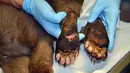 Kondisi kaki bayi beruang yang menjadi korban kebakaran hutan dirawat di Del Norte, Colorado, Amerika Serikat, Rabu (27/6). Bayi beruang diperkirakan akan pulih dan dikembalikan ke alam liar. (Joe Lewandowski/ Colorado Parks and Wildlife via AP)