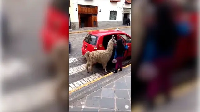 Di negara Peru, taksi memperbolehkan hewan untuk naik. Termasuk hewan alpaca berikut ini.