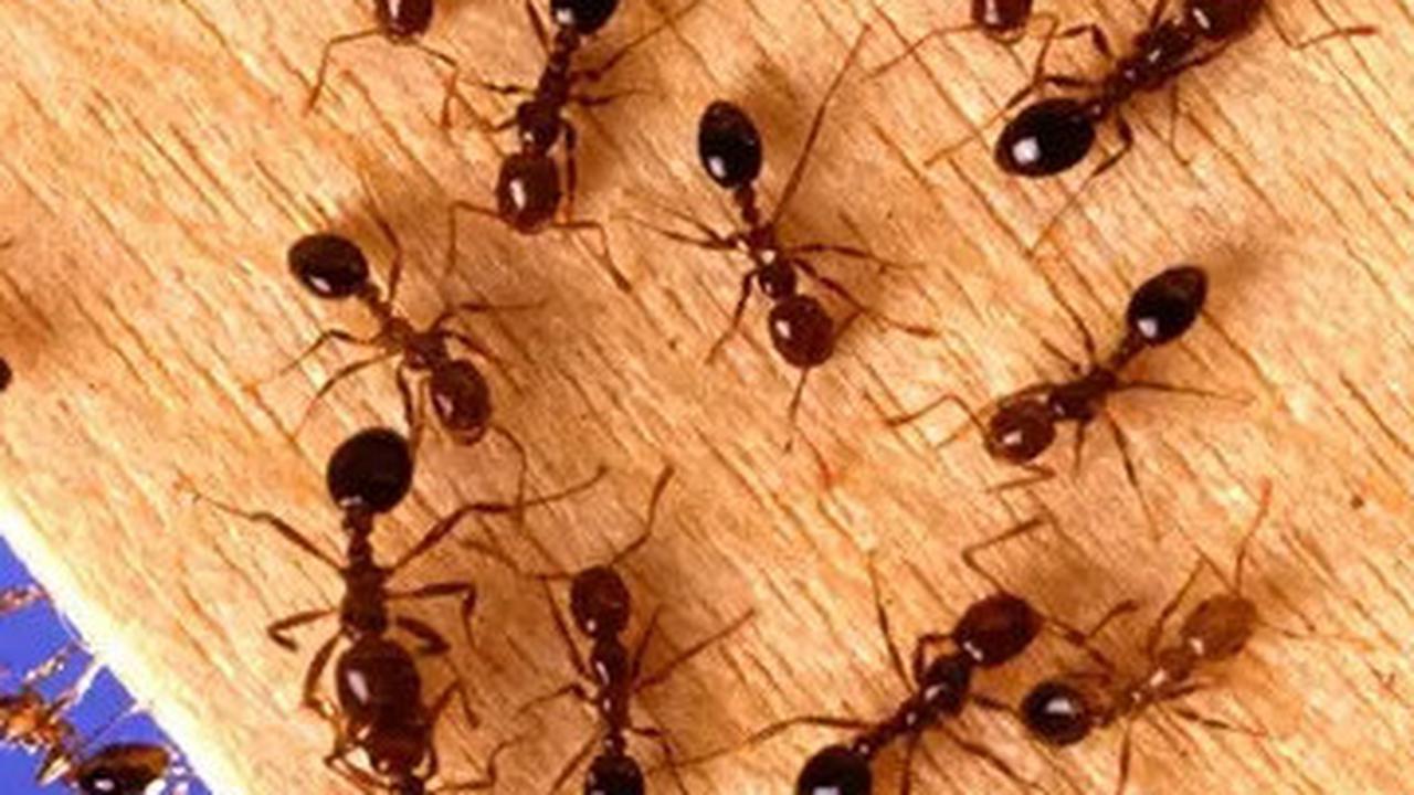 10 Cara Alami Usir Semut Tanpa Bahan Kimia, Langkah Mudah yang Bisa Dilakukan Sendiri