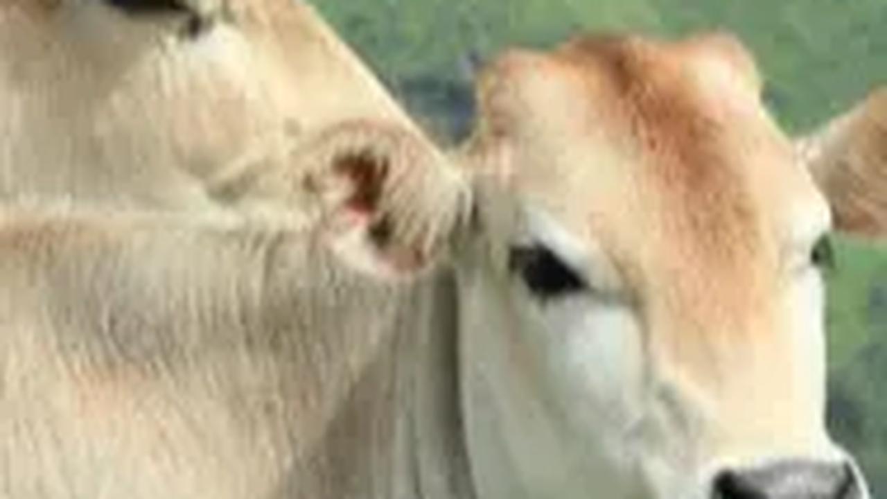 Indonesia Bakal Impor Sapi dan Kedelai dari Afrika Selatan