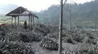 Kawah Sileri Dieng Status Waspada, Warga Setempat Belum Mengungsi