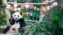 Panda raksasa Yi Yi menikmati kudapan ulang tahun di Kebun Binatang Nasional Malaysia, Selasa (14/1/2020). Para penggemar dan wisatawan dari Malaysia serta luar negeri ikut merayakan hari ulang tahun (HUT) ke-2 Yi Yi. (Xinhua/Zhu Wei)
