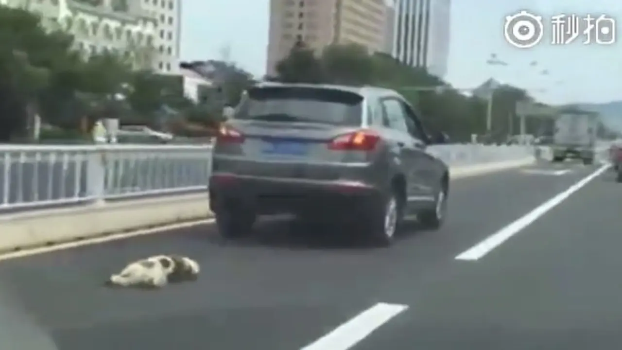 Sadis, Pengendara Mobil Ini Seret Seekor Anjing Hingga Mati