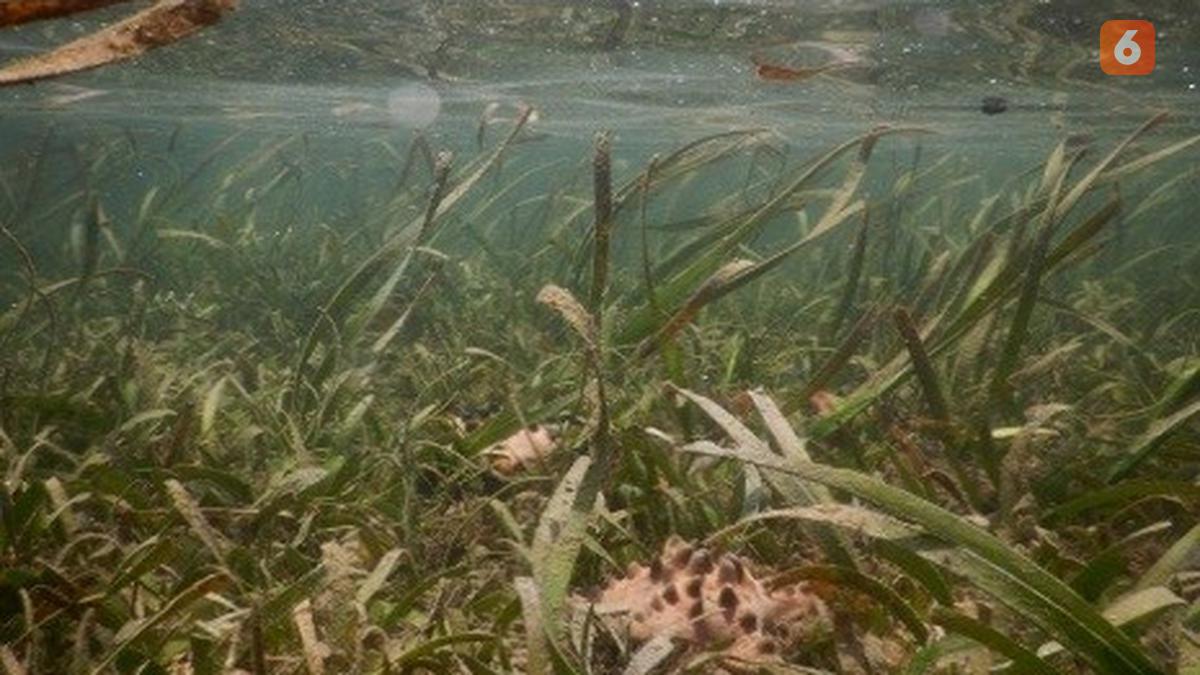 BRIN Ungkap Potensi Padang Lamun Simpan Karbon hingga 0,55 Gt CO2e