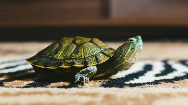 Turtle