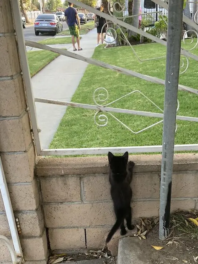8 Potret Kocak Kucing Lagi Penasaran, Bikin Senyum Lihatnya