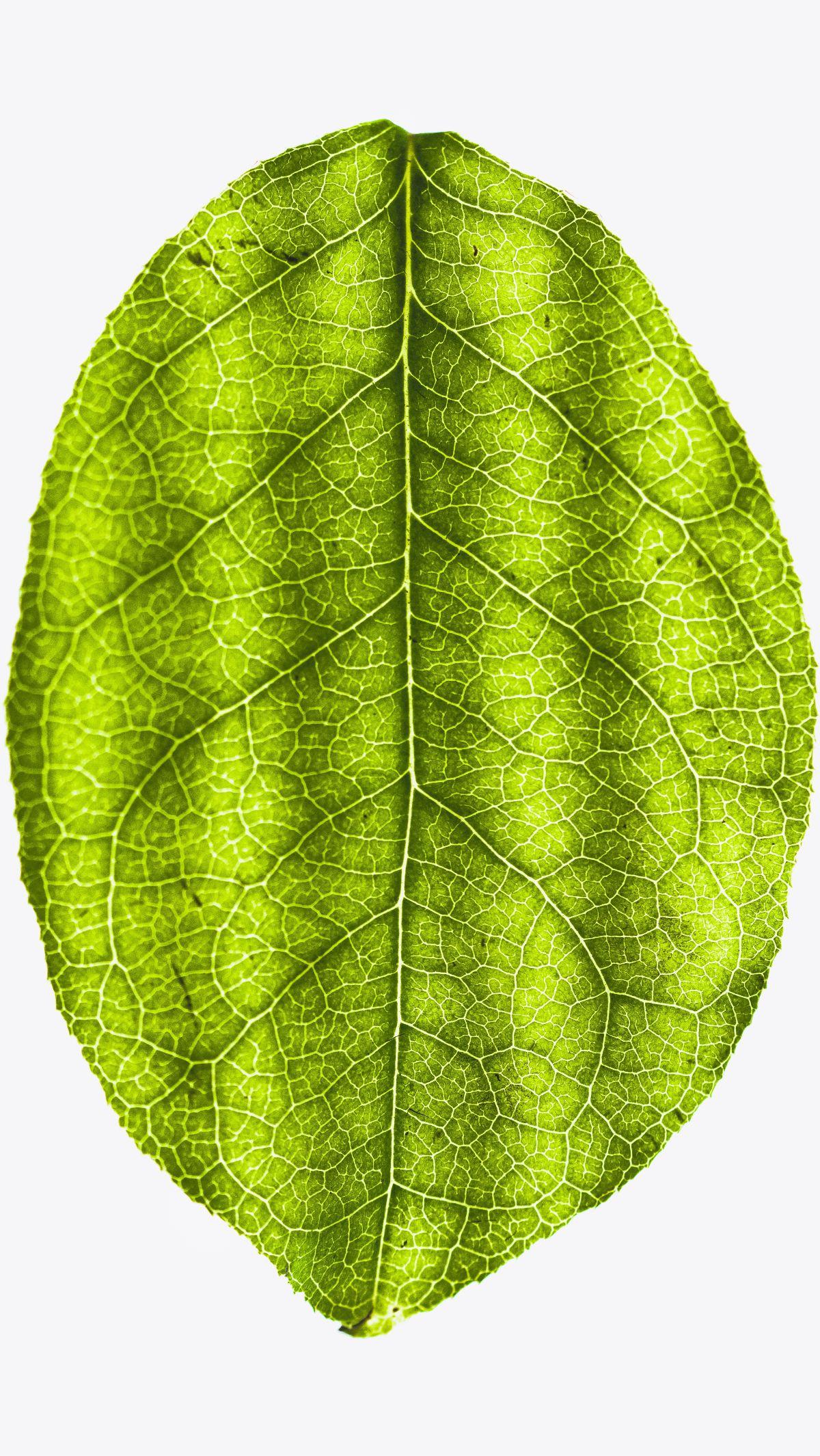 Stomata terdapat pada salah satu sisi permukaan daun.

Bisa pada  bagian atas, bagian bawah atau pada kedua sisi tergantung species tanaman. 

Membuka dan menutupnya stomata sebagai hasil pergerakan masuk keluarnya air dari guard cell.
