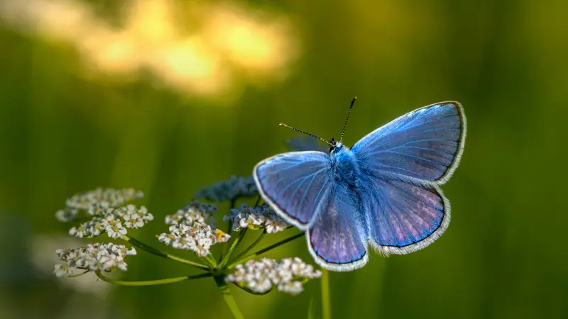 kupu-kupu biru.