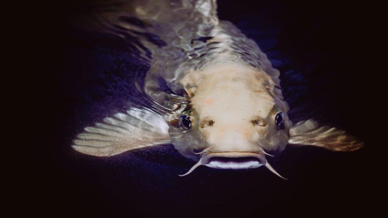 Ikan Lele