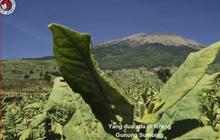 Kisah Para Petani Tembakau Srintil di Lereng Gunung Sumbing, Alami Masa Sulit