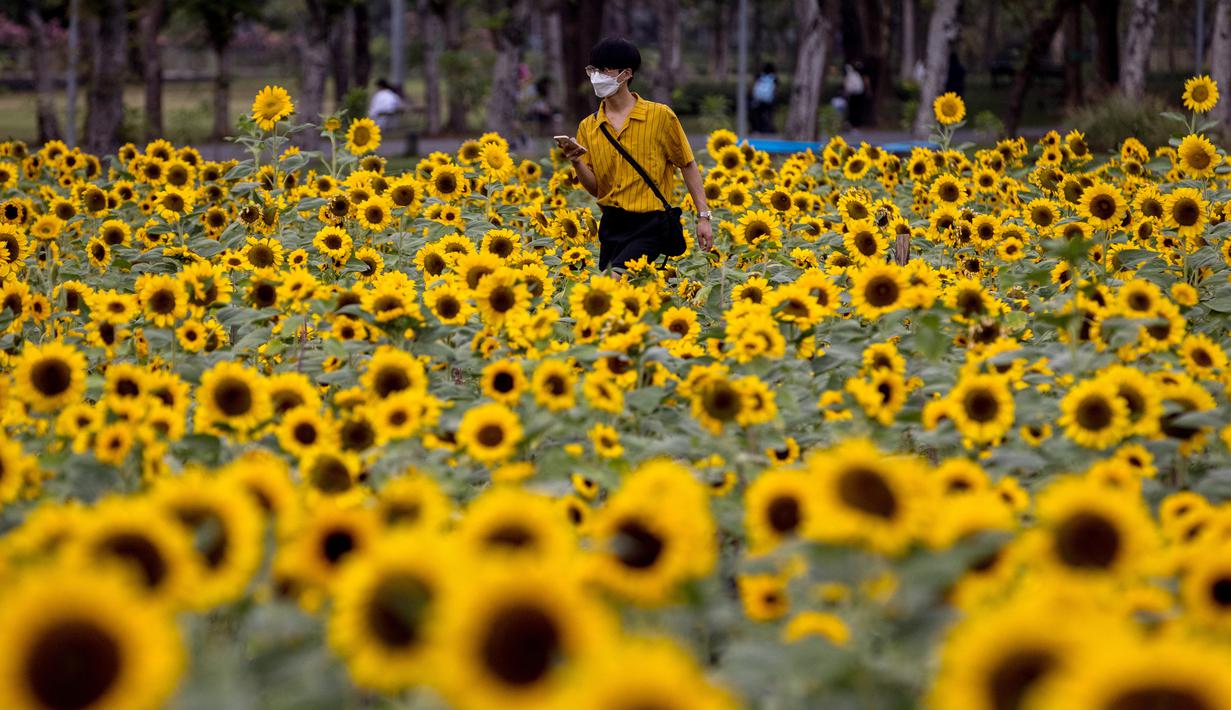 Seorang pria berjalan melalui ladang bunga matahari di Wachirabenchathat Park di Bangkok pada 20 Januari 2022. Bunga matahari yang bermekaran pada November hingga Januari menjadi daya tarik wisatawan. (Jack TAYLOR / AFP)