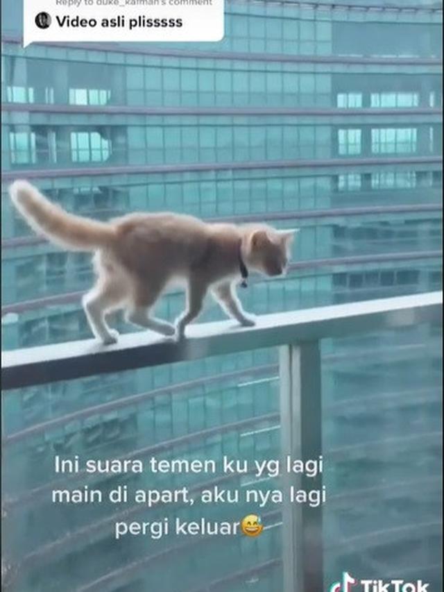 viral video kucing nyari jatuh dari apartemen
