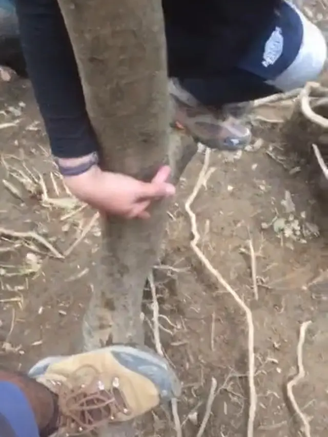 Kocak, Pendaki Ini Abadikan Momen Saat Bertemu Babi Hutan di Gunung