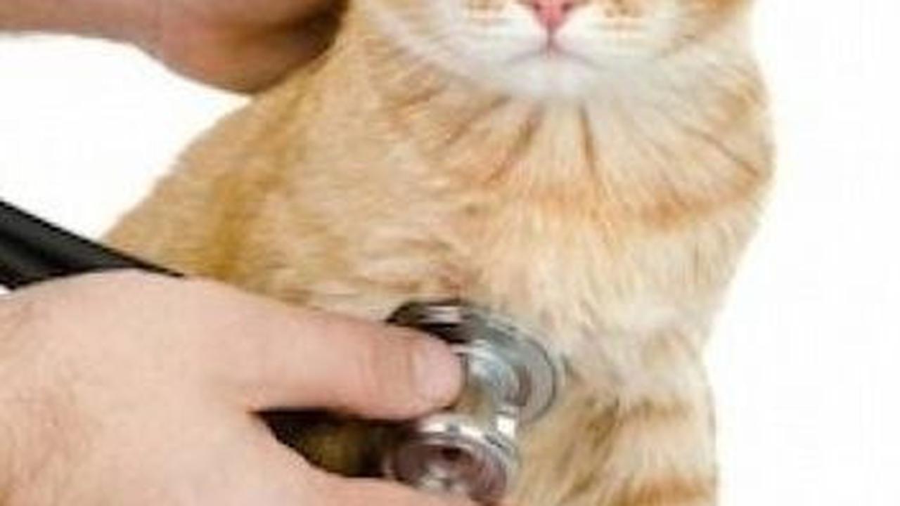 Mengapa Hewan Peliharaan Bisa Jerawatan?