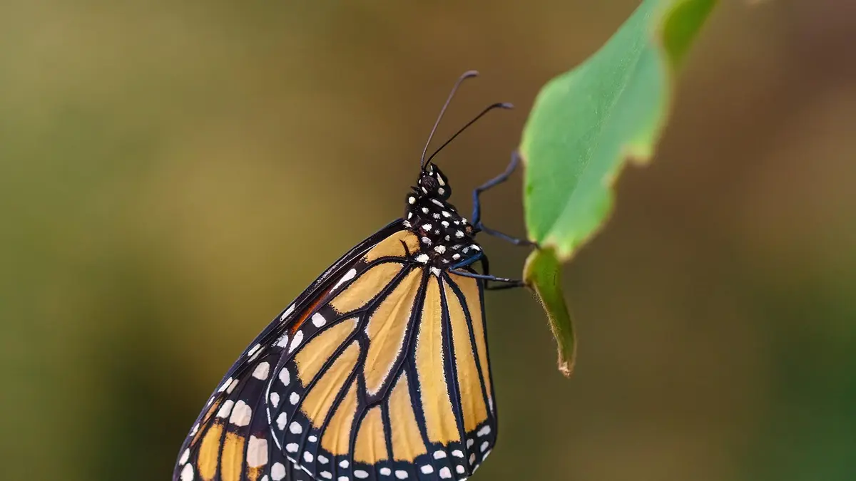 Kupu-Kupu Monark