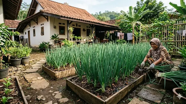 Kebun Sayur Organik