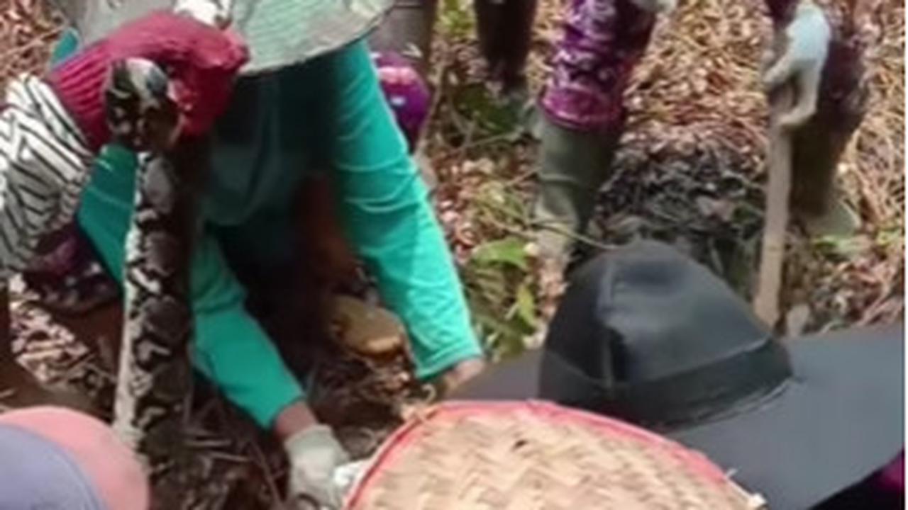 Dalam sebuah video yang belum lama ini beredar di media sosial, para emak-emak perkasa tersebut terlihat tak takut saat menangkap ular dan memasukannya ke dalam karung.