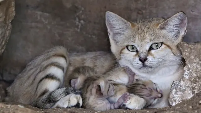 kucing pasir