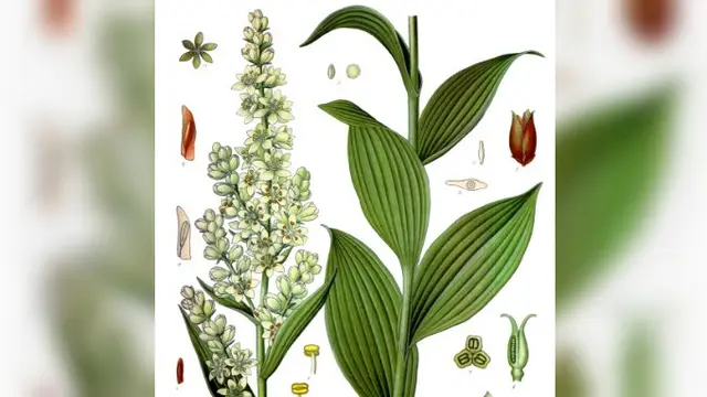 Veratrum (Wikipedia/Public Domain)