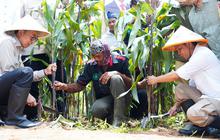 Menhut Panen Perdana Sorghum di Karawang: Tanaman Ajaib untuk Ketahanan Pangan