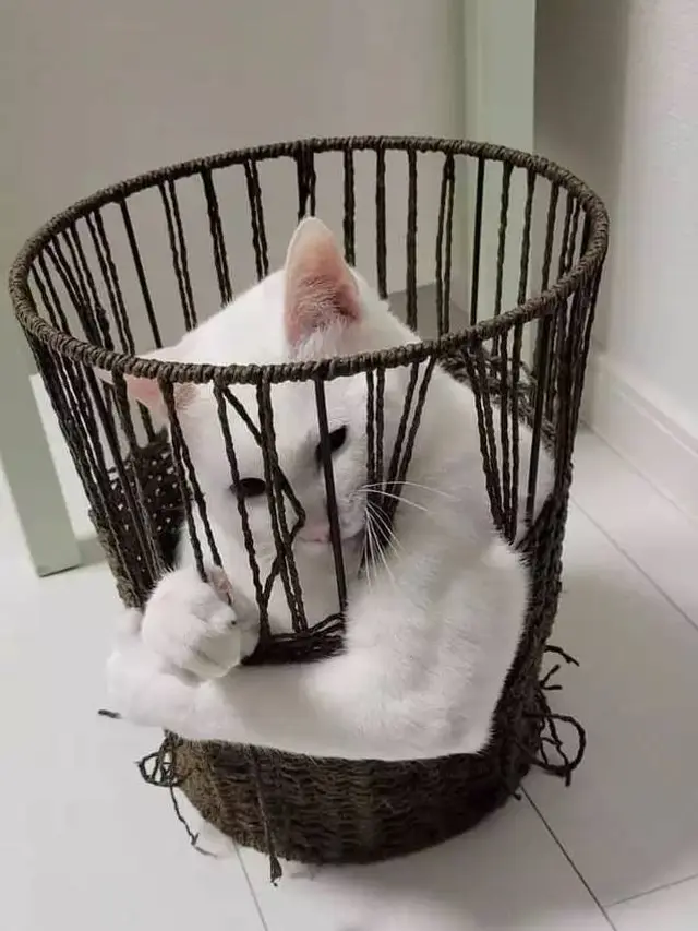 8 Potret Nyeleneh Kucing Tampil Berotot Ini Bikin Tepuk Jidat