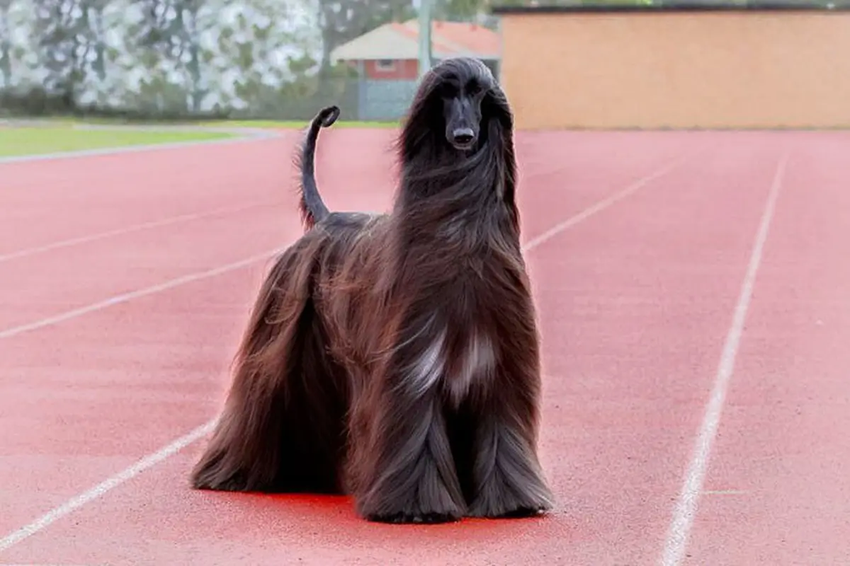 [Bintang]  Anjing