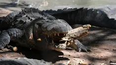 Seekor buaya kelaparan mengunyah cabang pohon yang jatuh di dekat kolam di peternakan di Kota San Manuel, Honduras, Minggu (1/11). Ribuan buaya itu kelaparan setelah pemilik mereka ditahan karena terlibat perdagangan narkoba. (AFP PHOTO/Orlando SIERRA)