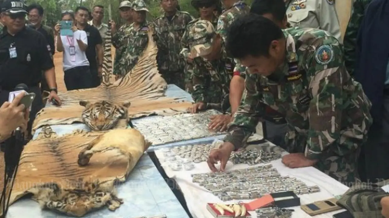 Kuil Macan (0)