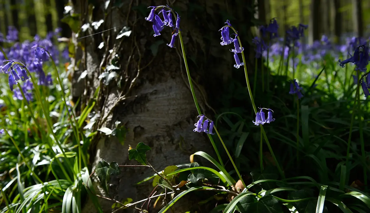 Bunga-bunga bluebell liar, yang mekar sekitar pertengahan April mengubah hutan menjadi hamparan biru seperti karpet di Hallerbos, juga dikenal sebagai "Hutan Biru", dekat kota Halle, Belgia, Rabu (15/4/2020). Tahun ini keindahan hamparan bunga itu ditutup karena pandemi Covid-19. (JOHN THYS/AFP)