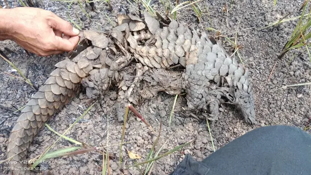 Penampakan tulang satwa yang mati akibat kebakaran lahan ulah pemburu hewan