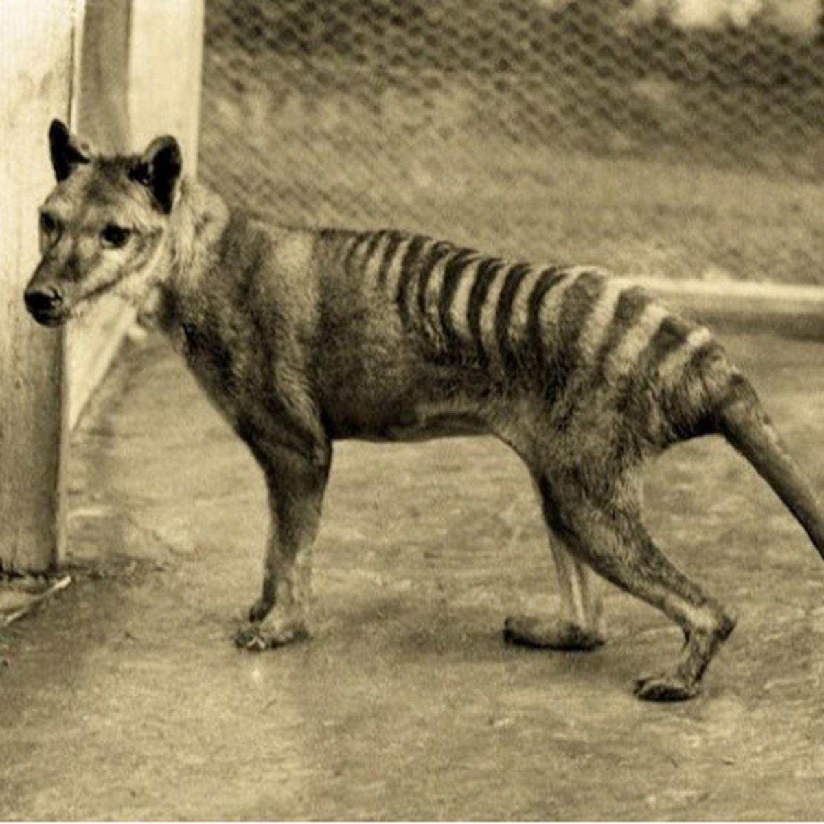 Harimau Tasmania 4