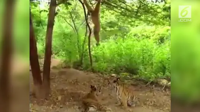 Kocak dan menggemaskan, aksi monyet menjahili dua anak harimau.