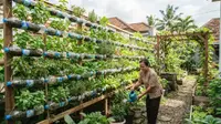 7 Cara Menyusun Botol Bekas Menjadi Dinding Tanaman Cantik dan Kebun Produktif