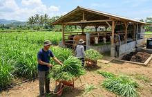 Mengenal Program Saji Farm, Jadikan Peternak Lebih Mandiri dan Berkelanjutan