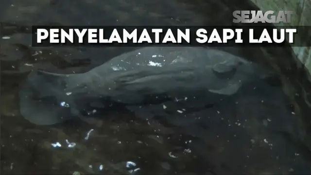 SEJAGAT: Seekor 'Sapi Laut' Hamil Berhasil Diselamatkan Petugas