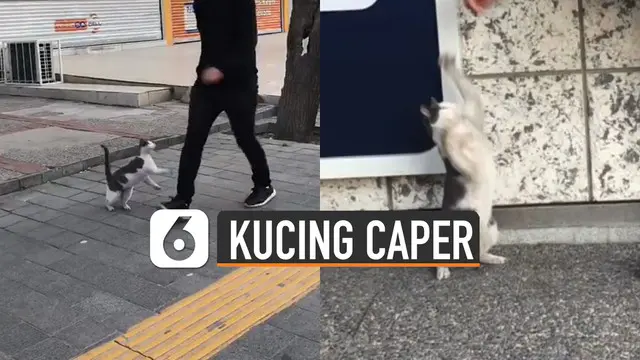 VIDEO: Caper Banget, Kucing Ini Cakar Setiap Orang yang Lewat