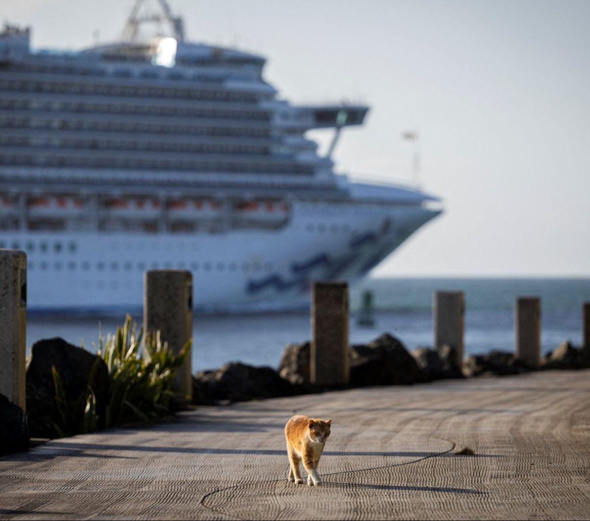 Seekor kucing liar berjalan-jalan di samping tembok El Morro di distrik bersejarah benteng Old San Juan saat kapal pesiar berlayar melalui Teluk San Juan, Puerto Rico, pada 3 April 2024. Foto: RICARDO ARDUENGO / AFP<br>