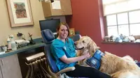 Bertugas Menenangkan Pasien, Anjing Golden Retriever Jadi Perawat