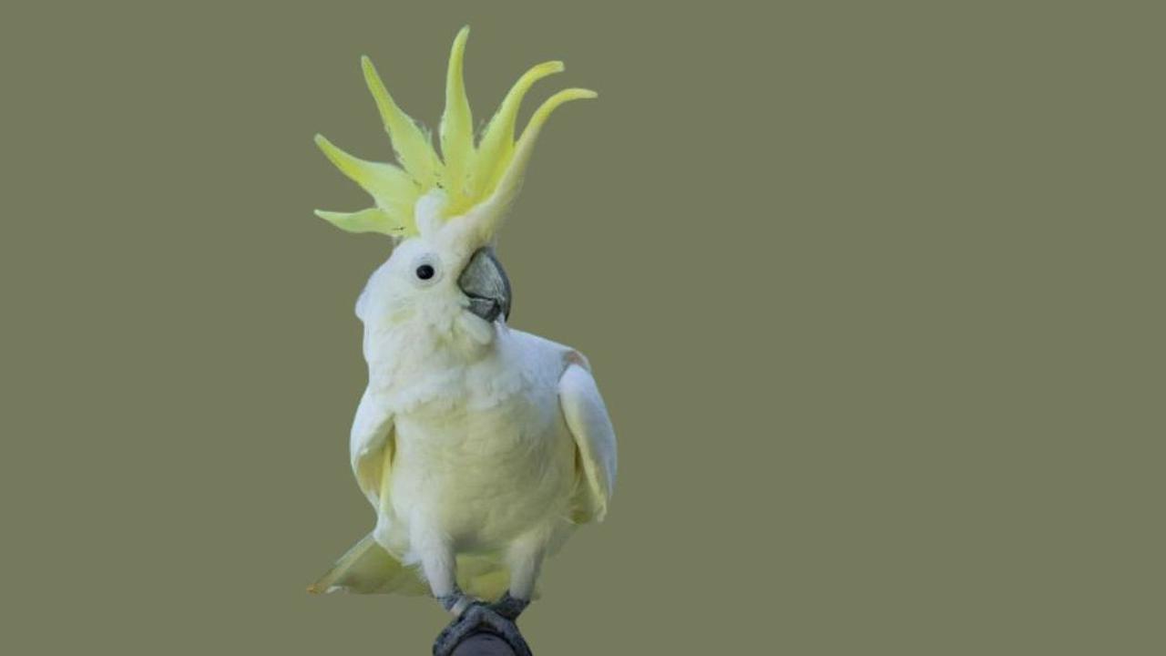 Kakatua Jambul Kuning<br>
