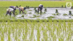 Petani menanam bibit padi di Tangerang Selatan, Jumat (15/10/2020). Lahan pertanian yang terbatas bisa menjadi sektor strategis baru bagi masyarakat Tangsel dalam menghadapi situasi pandemi Covid-19. (Liputan6.com/Fery Pradolo)