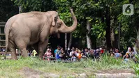 Pengunjung melihat gajah saat berwisata di Taman Margasatwa Ragunan, Jakarta, Senin (25/12/2023). Taman Margasatwa Ragunan menjadi tempat wisata alternatif bagi masyarakat Jakarta-Bogor-Depok-Tangerang-Bekasi (Jabodetabek) saat libur Hari Raya Natal 2023 dan Tahun Baru 2024. (Liputan6.com/Herman Zakharia)