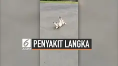 Peter tiba-tiba akan terbujur kaku dan terjatuh ketika dirinya sedang merasa senang atau takut. Ia disebut memiliki permasalahan syaraf yang membuatnya terjatuh secara tiba-tiba.