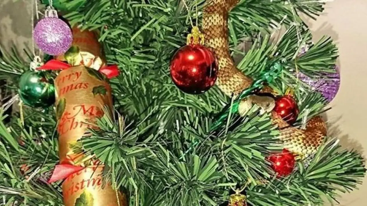 Dikira Hiasan, Ular Berbisa Bergelung di Pohon Natal