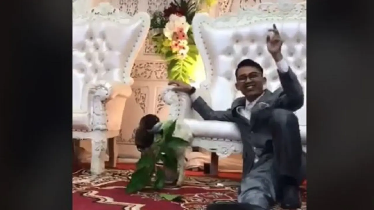 Seorang pengantin menerima kado anak kambing saat pernikahannya