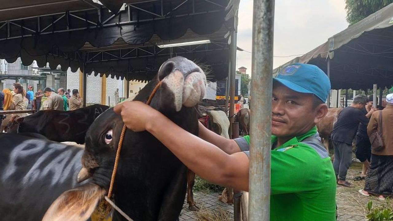KPKP Jakbar Temukan Puluhan Hewan Kurban Sakit Jelang Iduladha