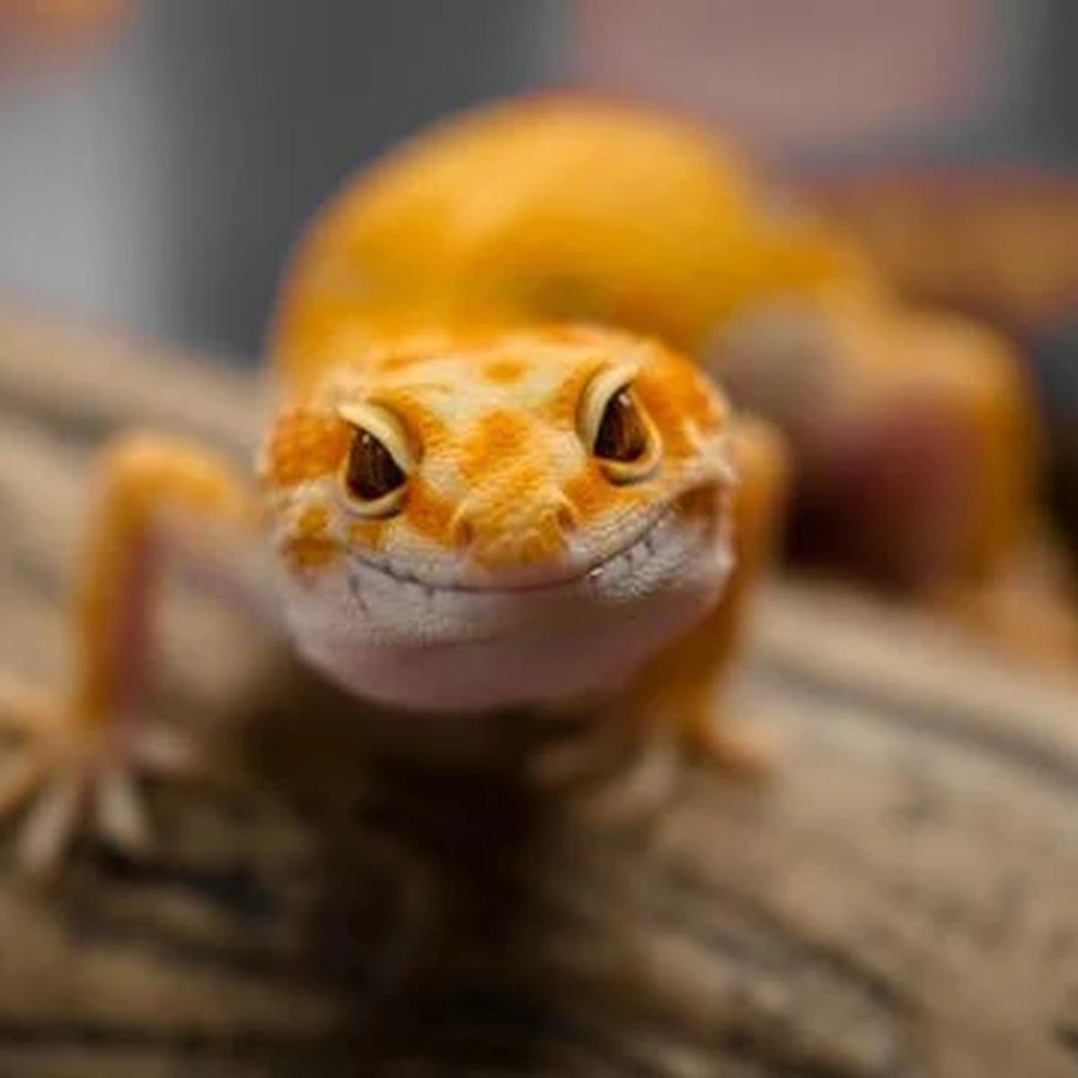 Ilustrasi Tokek/https://unsplash.com/Vedian Chua