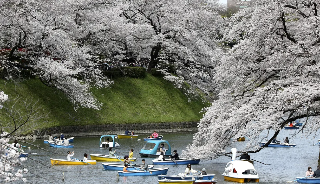 Orang-orang di atas kapal melihat bunga sakura yang mekar penuh di parit istana Chidorigafuchi di Tokyo pada Senin, 28 Maret 2022. Banyak orang berjalan di bawah pohon untuk menikmati bunga dan kelopak Sakura yang jatuh daripada minum dan makan sambil duduk. (AP Photo/Koji Sasahara)