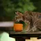 Cara Membuat Makanan Kucing Sendiri yang Sehat, Hemat, dan Disukai Anabul