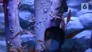 Naga laut atau Sea Dragons saat ditampilkan di Jakarta Aquarium dan Safari, Jakarta, Rabu (27/1/2021). Sea Dragons merupakan hewan endemik yang terancam punah, hewan ini berasal dari perairan Australia. (merdeka.com/Imam Buhori)